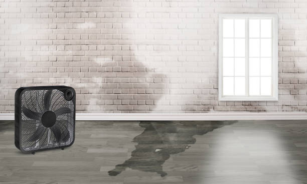 Best Water damage contractors near me  in Columbia Falls, MT