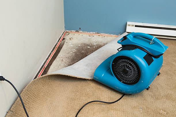 Best Carpet water damage restoration  in Columbia Falls, MT
